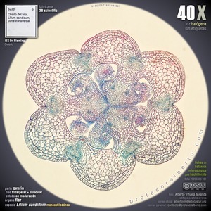 Ovario en maduración